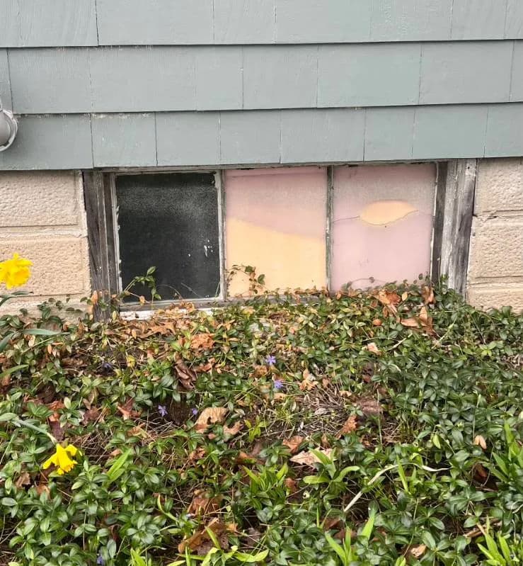 Basement window with cracked glass, surrounded by overgrown plants and fallen leaves.